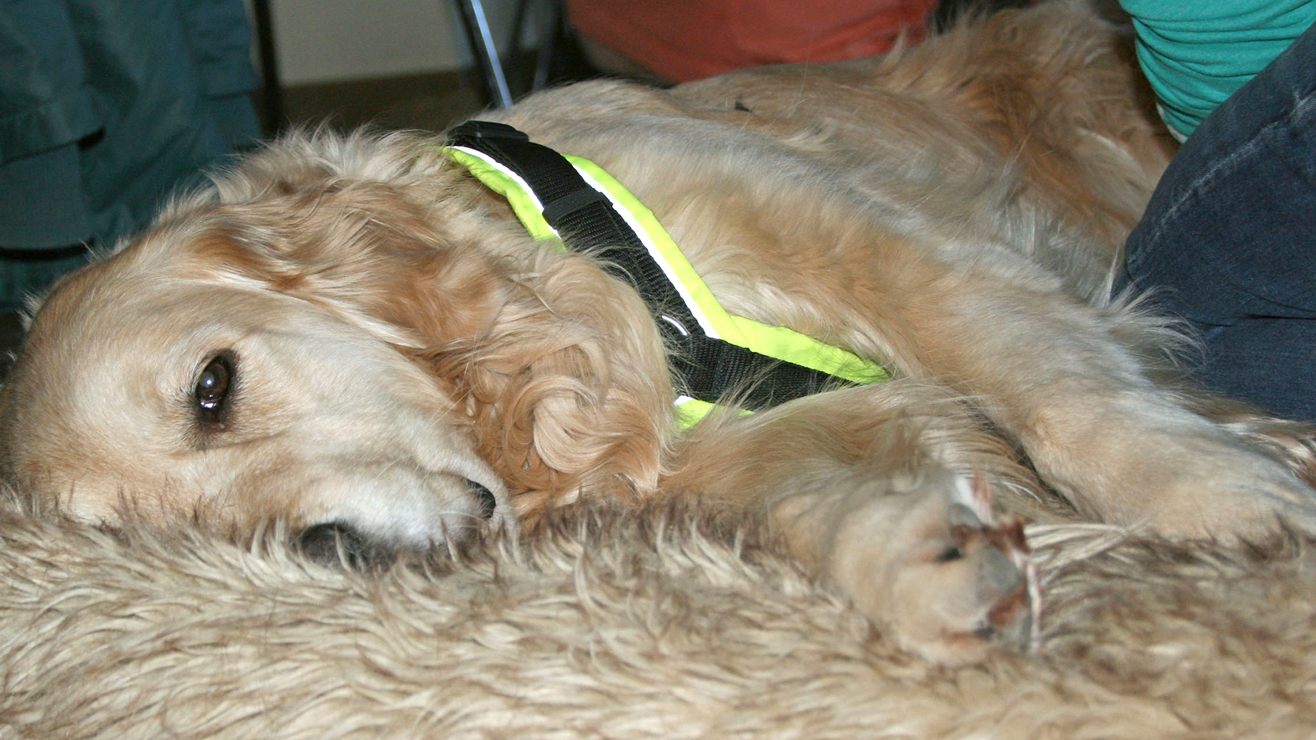 Massage Workshop für Hunde